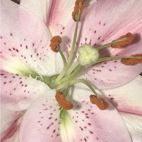 Meet your Posher, Maya - Picture 1 of 1